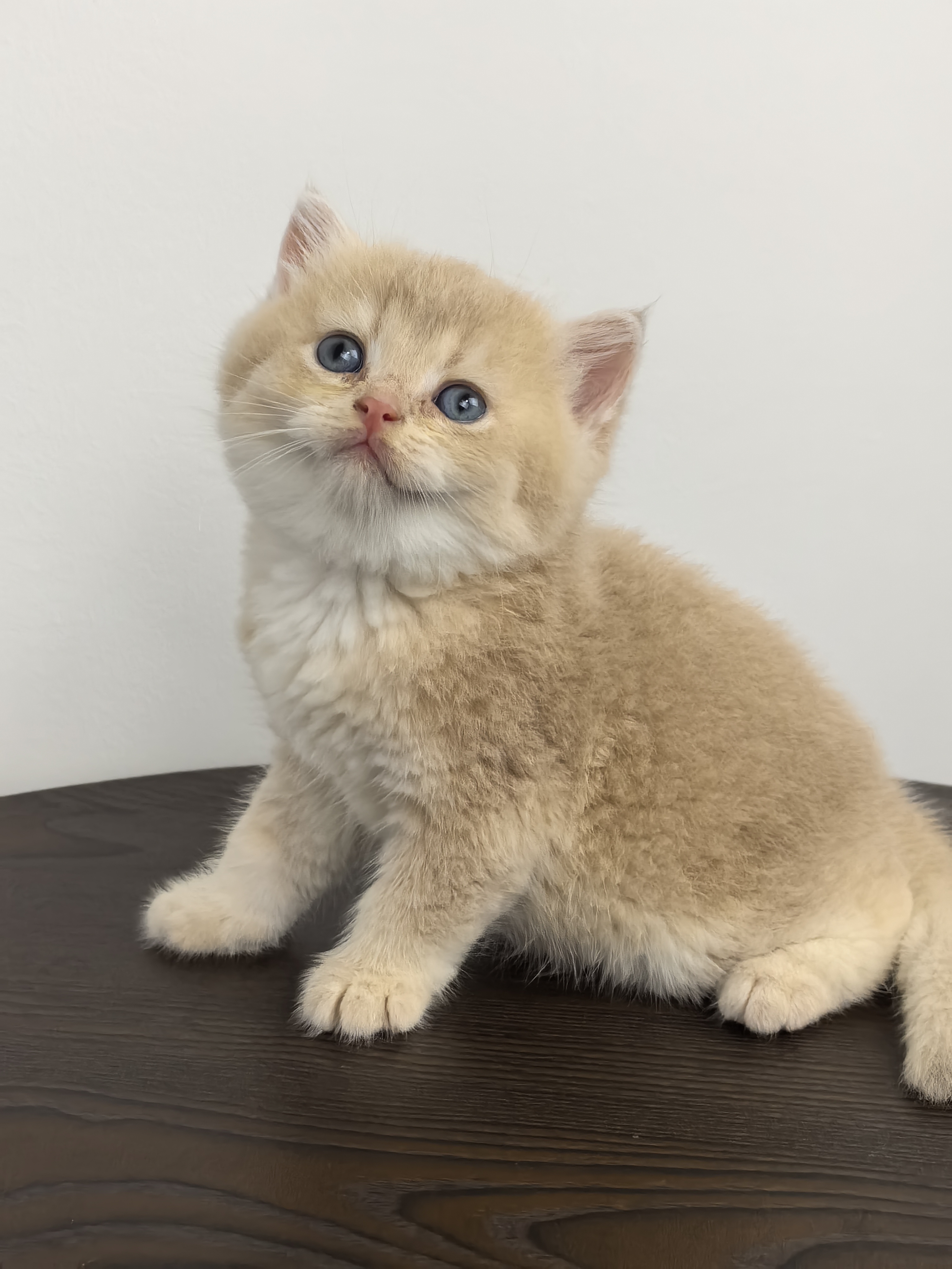 芋泥奶盖小甜猫